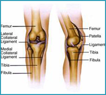 Hip and Knee fractures Specialties